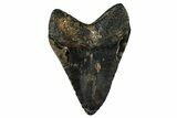 Fossil Megalodon Tooth - North Carolina #351146-1